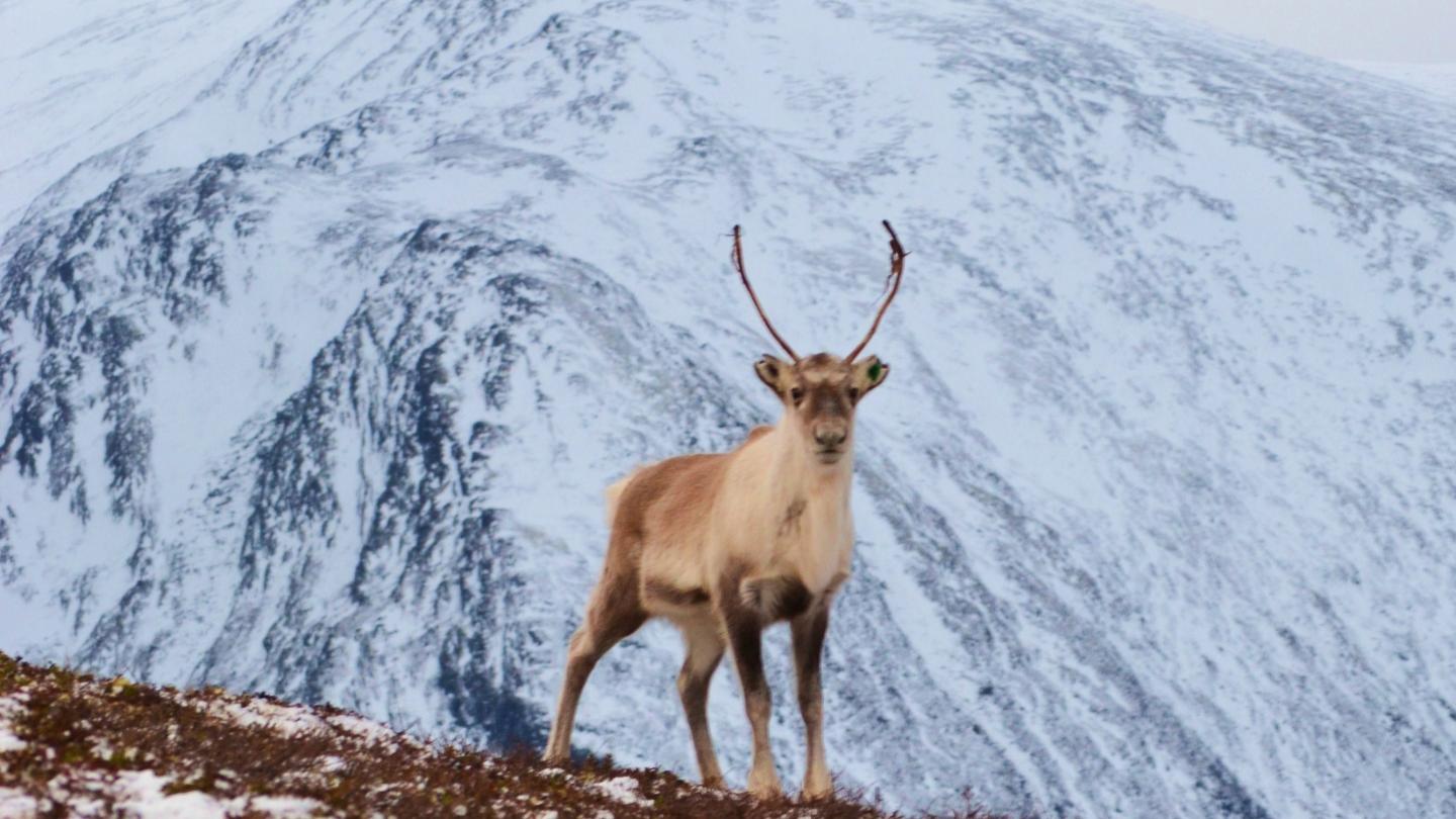 A reindeer in the mountains of Jotunheimen