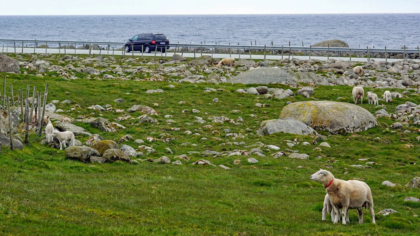 A car driving past sheeps on a field by the ocean