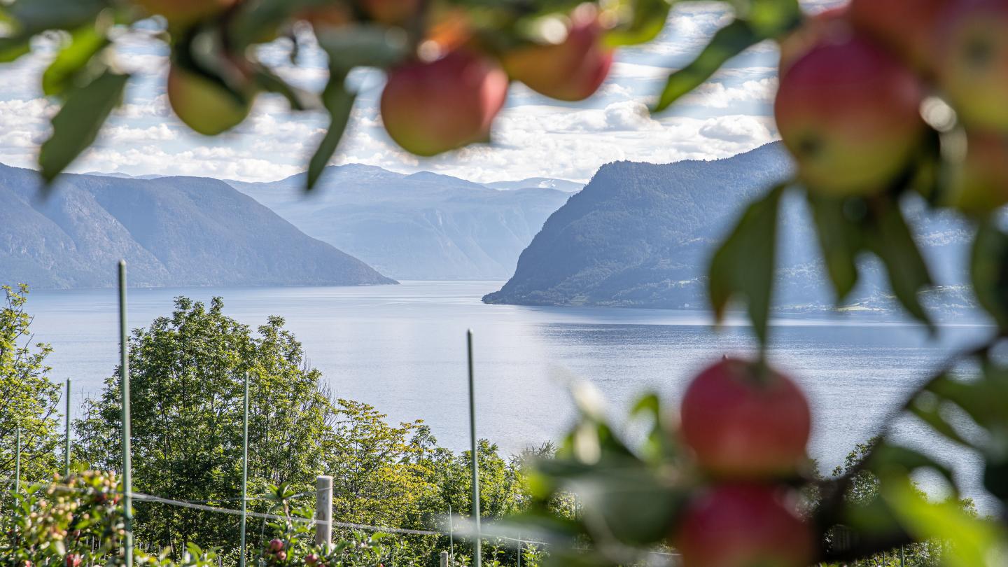 The view over Sognefjorden seen through apple trees