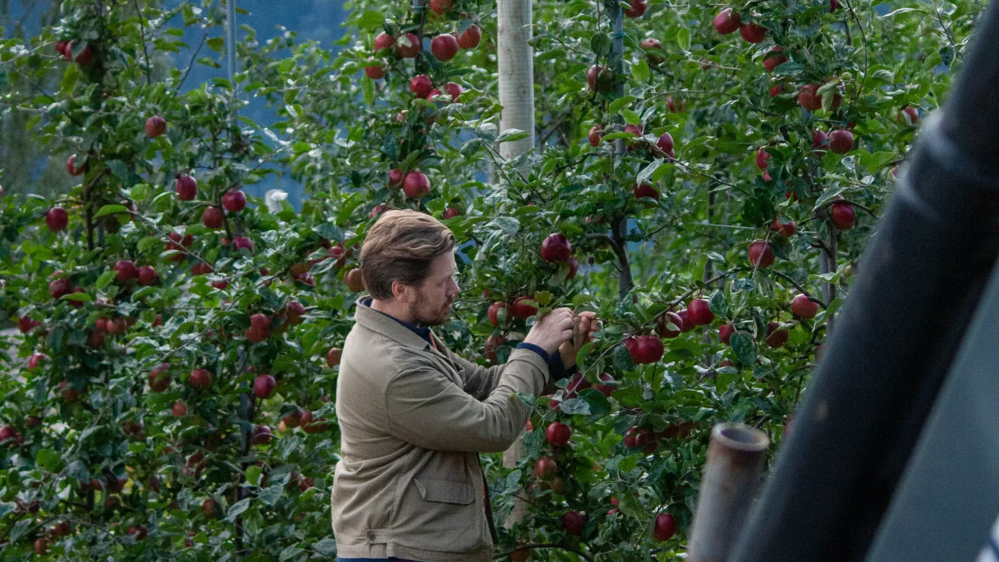 Joar Aga of Aga Sideri studying an apple tree in Hardanger