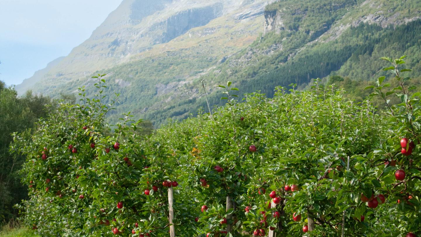 The apple trees of Aga Sideri in front of the majestic mountains of Hardanger