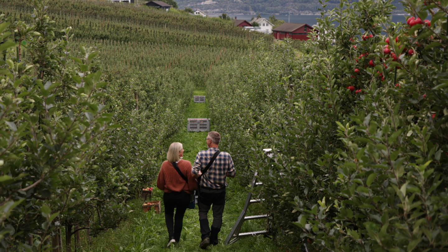 Two people walking along the apple trees in Opedal