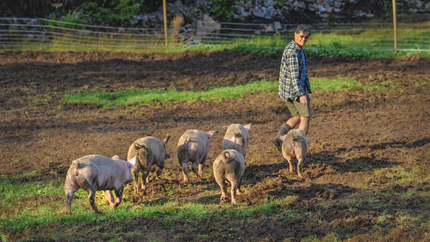 Pigs being led at the farm at Søstrene Storaas