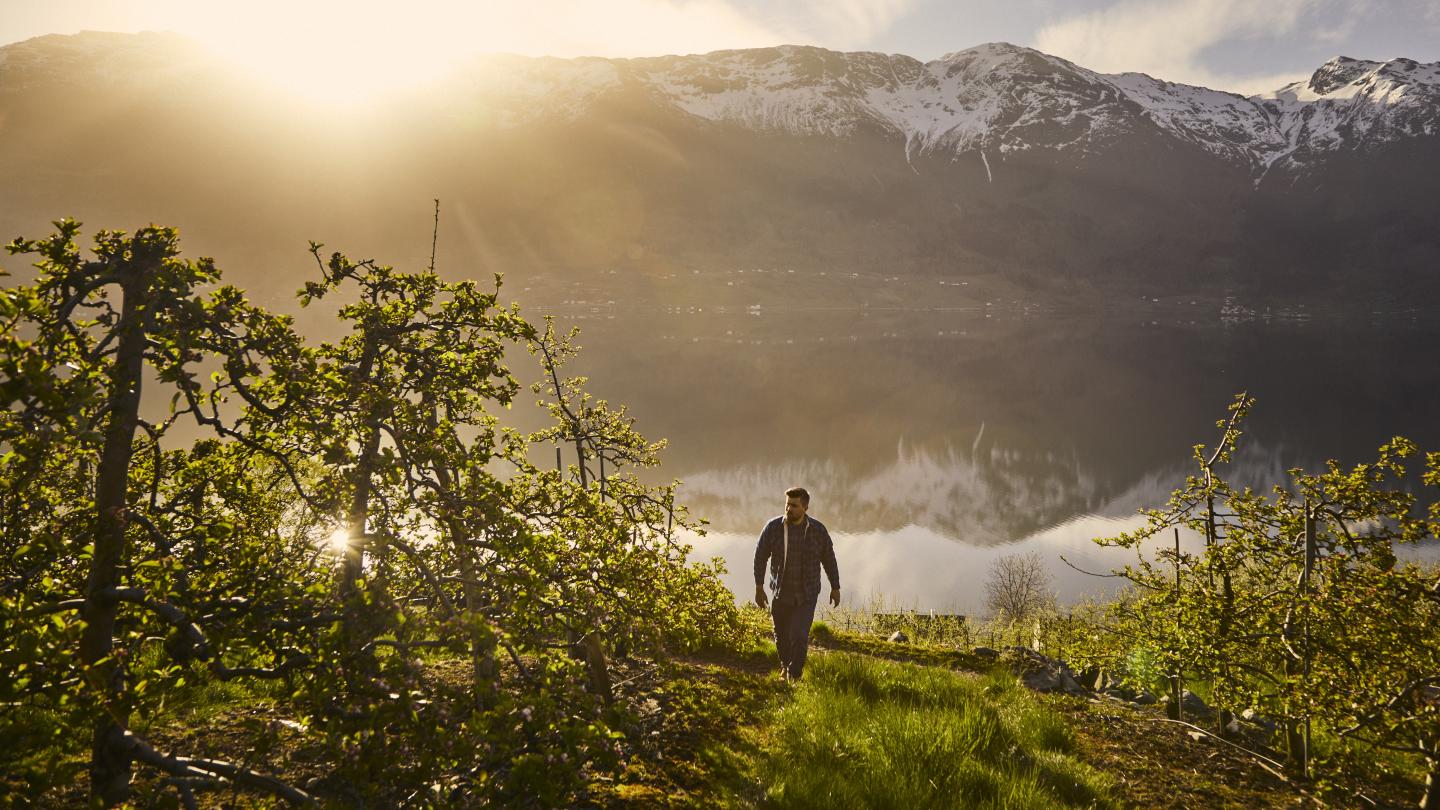 Eirik walking in the apple orchard