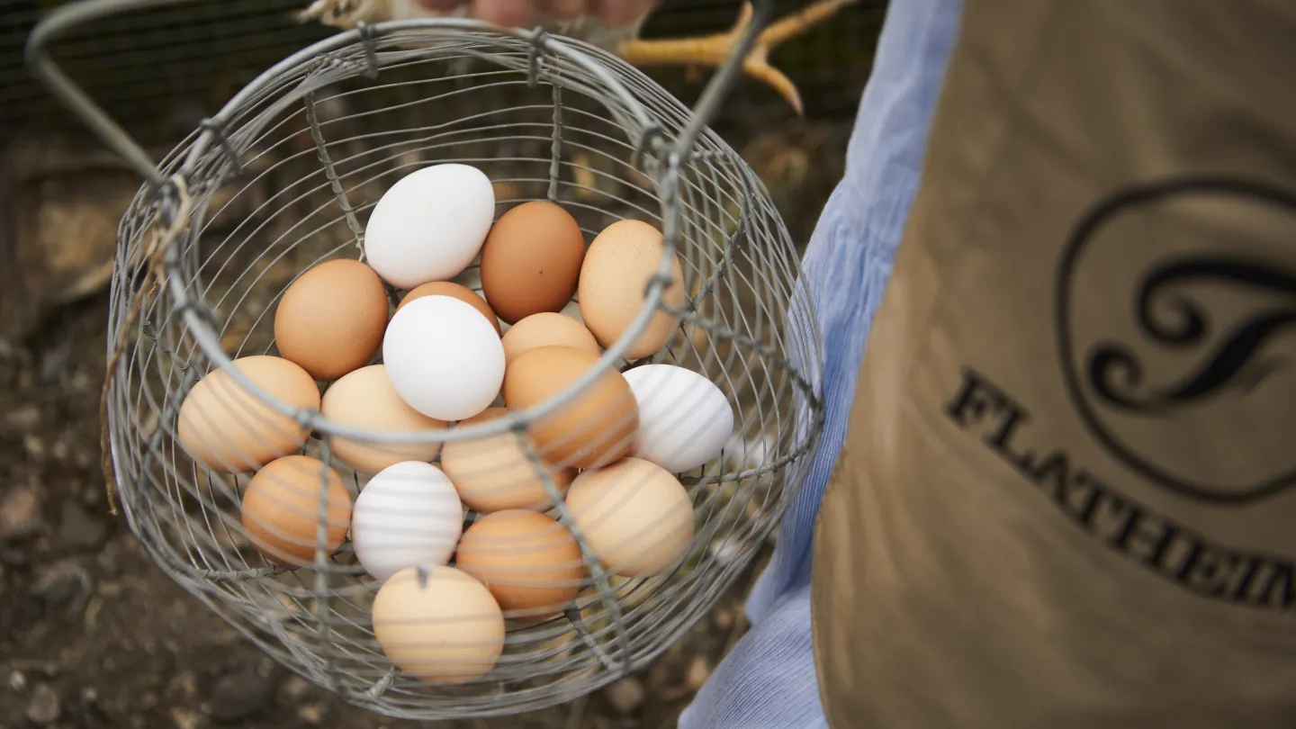 A basket of eggs collected at Flatheim