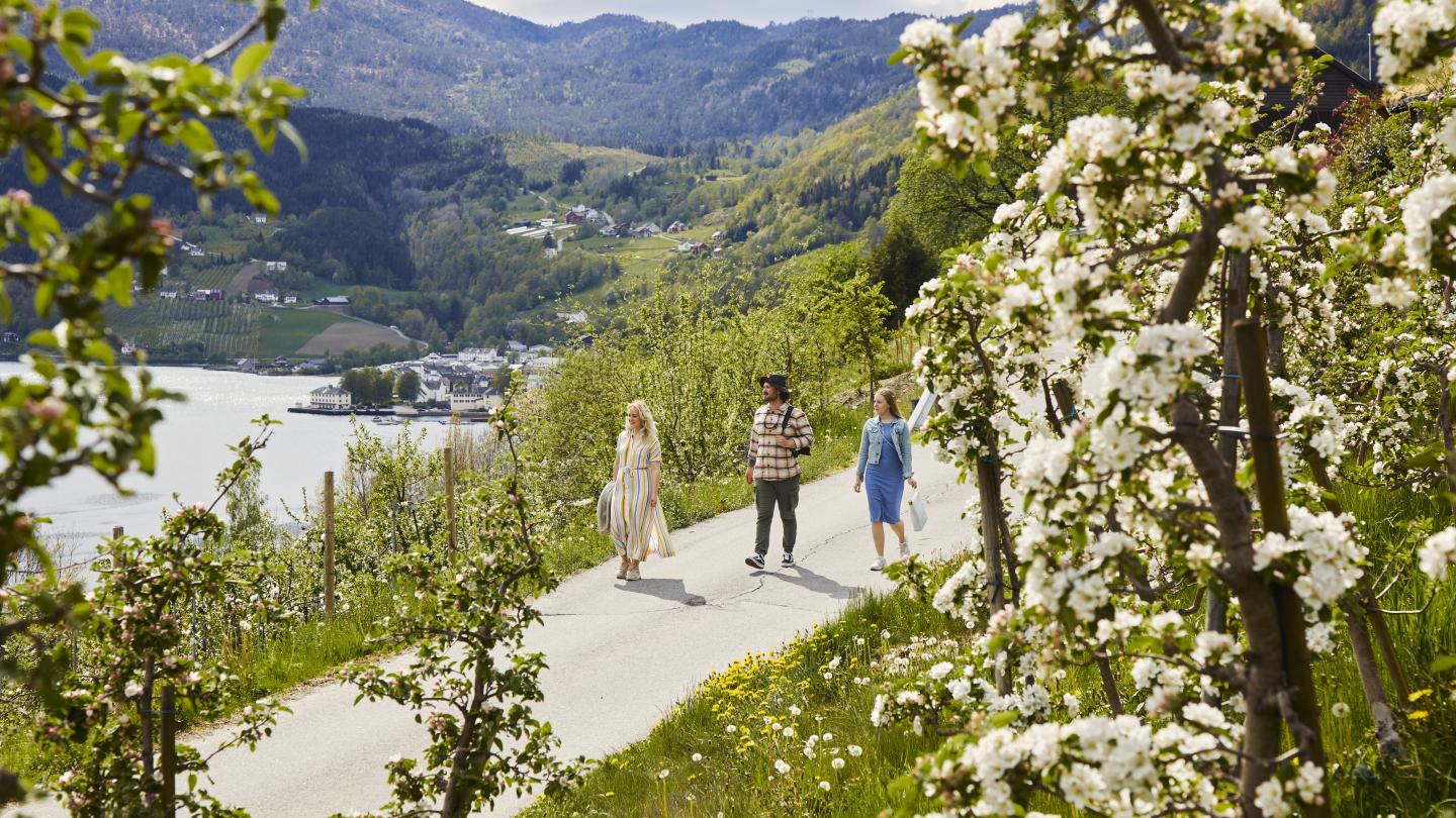 Walking the fruit and cider trail in Ulvik